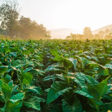 Agricultores investem em motores elétricos Hercules