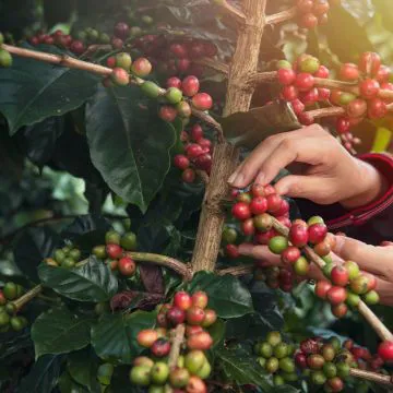 Em expansão, produção cafeeira conta com motores elétricos tecnológicos