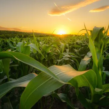 Trituradores com motores elétricos beneficiam o agronegócio durante o tempo seco